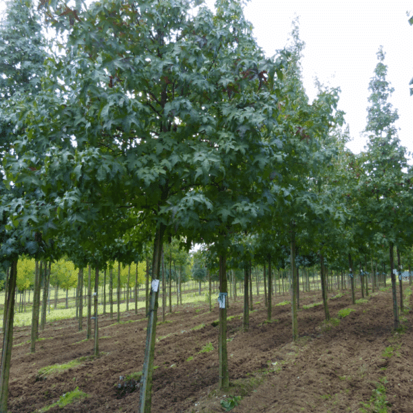 LIQUIDAMBAR styraciflua 'Lane Roberts' – Image 5