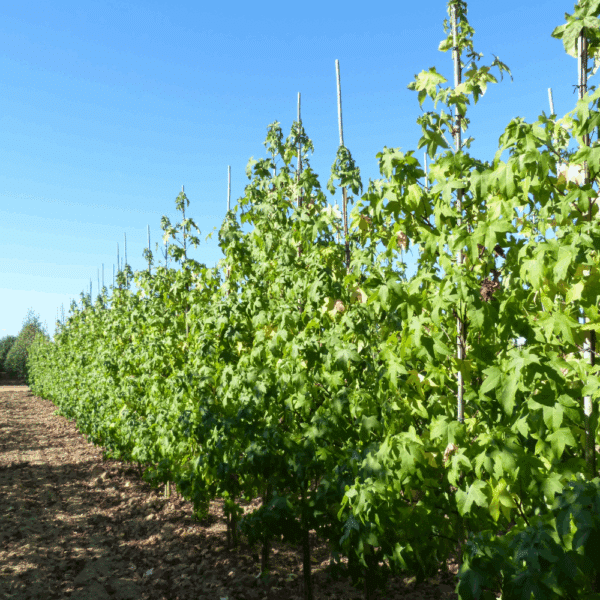 LIQUIDAMBAR styraciflua 'Lane Roberts' – Image 2