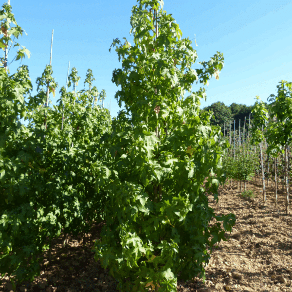 LIQUIDAMBAR styraciflua 'Lane Roberts' – Image 4