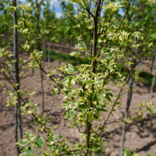 LIQUIDAMBAR styraciflua 'Manon' – Image 2