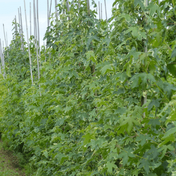 LIQUIDAMBAR styraciflua 'Manon' – Image 3