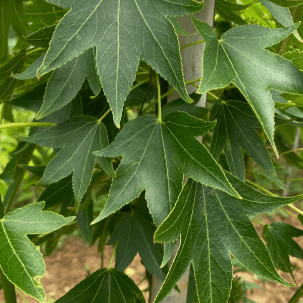 LIQUIDAMBAR styraciflua 'Paarl' – Image 3