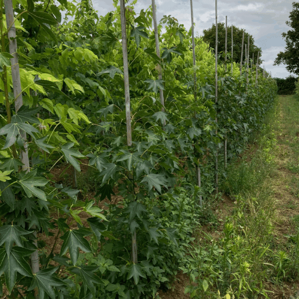 LIQUIDAMBAR styraciflua 'Paarl' – Image 2