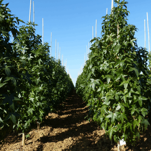 LIQUIDAMBAR styraciflua 'Slender Silhouette' – Image 3