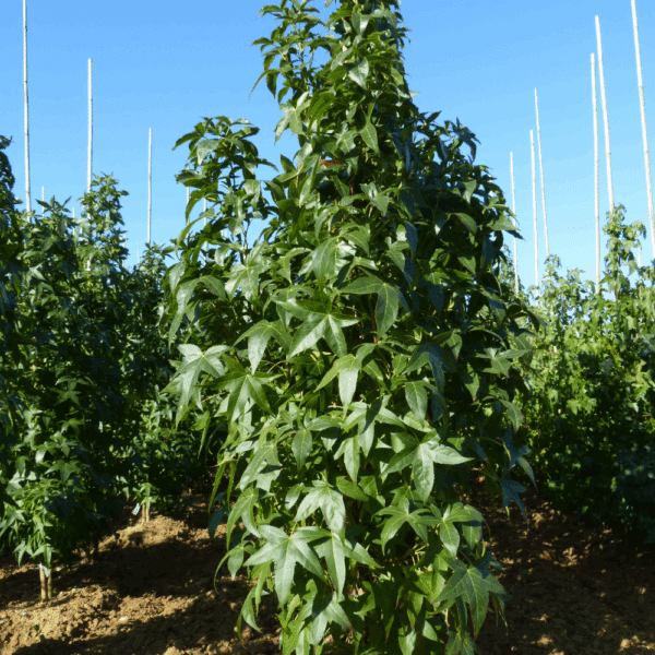 LIQUIDAMBAR styraciflua 'Slender Silhouette' – Image 2