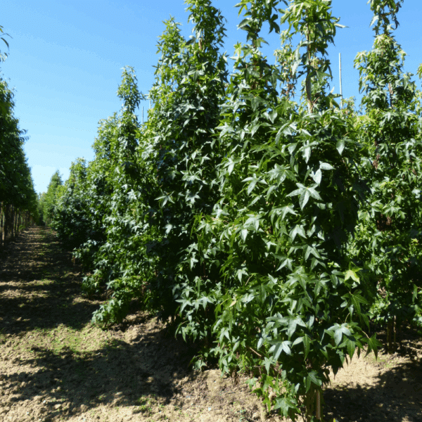 LIQUIDAMBAR styraciflua 'Slender Silhouette' – Image 4