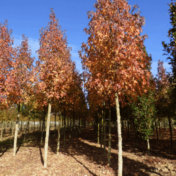 LIQUIDAMBAR styraciflua 'Worplesdon' – Image 9