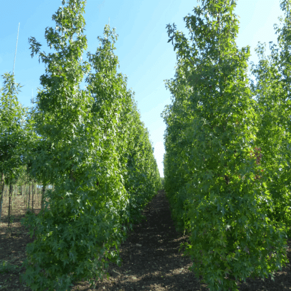 LIQUIDAMBAR styraciflua 'Worplesdon' – Image 11