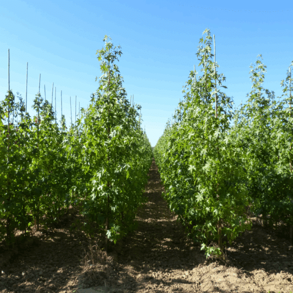 LIQUIDAMBAR styraciflua 'Worplesdon' – Image 6
