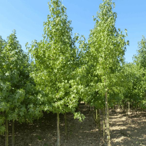 LIQUIDAMBAR styraciflua 'Worplesdon' – Image 4