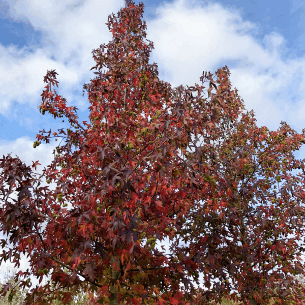 LIQUIDAMBAR styraciflua 'Worplesdon' – Image 8