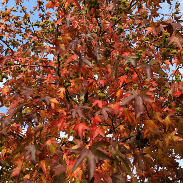 LIQUIDAMBAR styraciflua 'Worplesdon' – Image 2