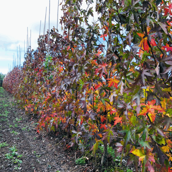 LIQUIDAMBAR styraciflua 'Worplesdon' – Image 3