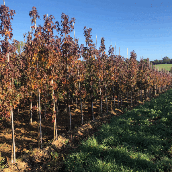 LIQUIDAMBAR styraciflua 'Worplesdon' – Image 5