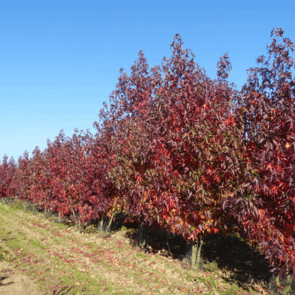 LIQUIDAMBAR styraciflua 'Worplesdon' – Image 13