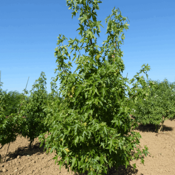 LIQUIDAMBAR styraciflua 'Worplesdon' – Image 7