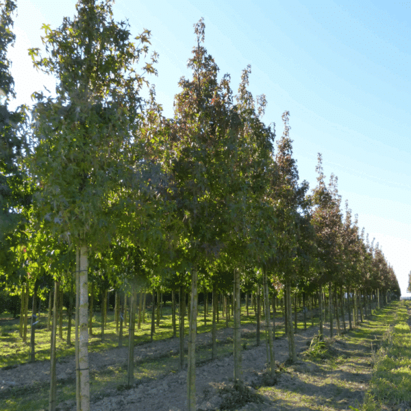 LIQUIDAMBAR styraciflua 'Worplesdon' – Image 12