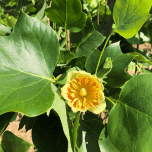 LIRIODENDRON tulipifera