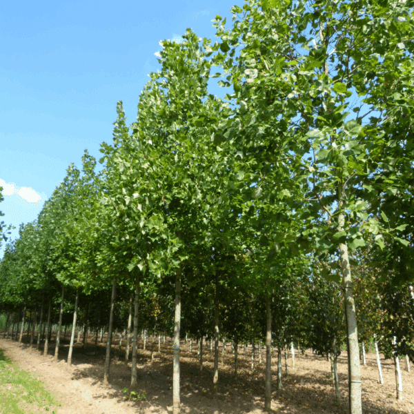LIRIODENDRON tulipifera – Image 3