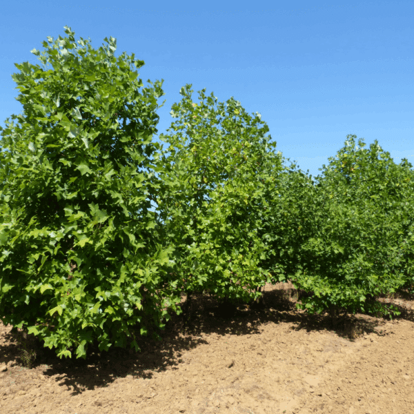 LIRIODENDRON tulipifera – Image 9