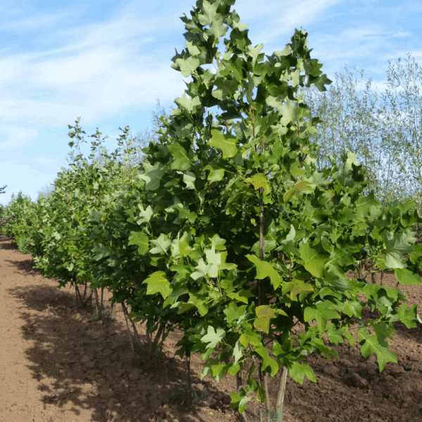 LIRIODENDRON tulipifera – Image 8
