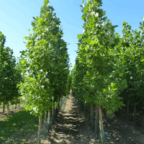 LIRIODENDRON tulipifera – Image 7