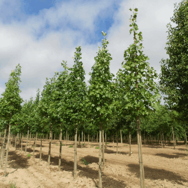 LIRIODENDRON tulipifera – Image 6