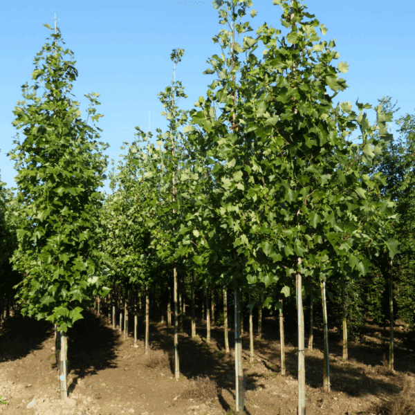 LIRIODENDRON tulipifera – Image 5