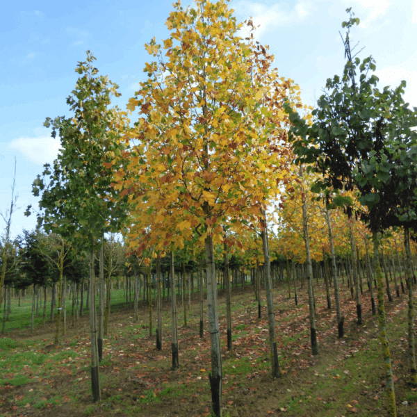 LIRIODENDRON tulipifera – Image 2