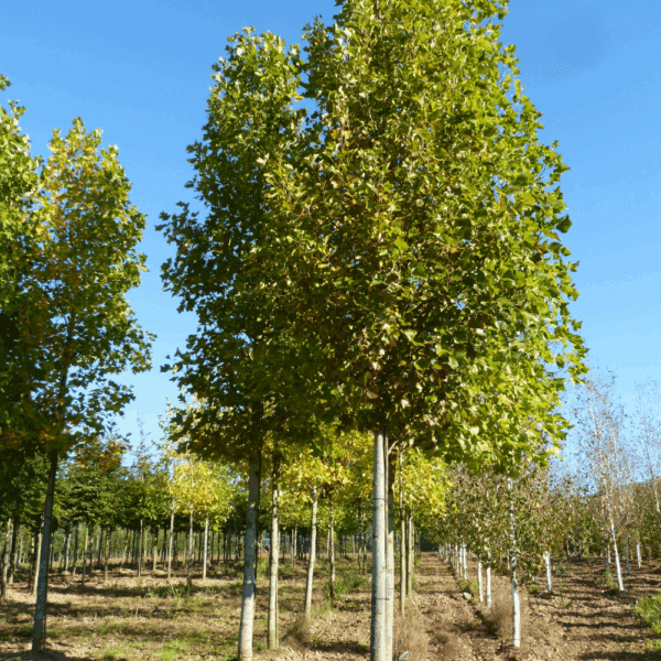 LIRIODENDRON tulipifera – Image 4