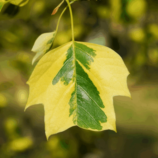 LIRIODENDRON tulipifera 'Aureomarginatum' – Image 5