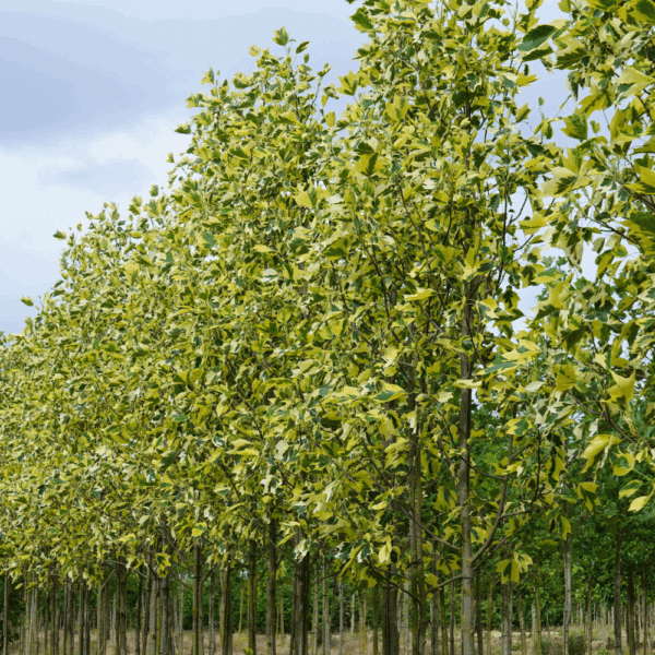 LIRIODENDRON tulipifera 'Aureomarginatum' – Image 3