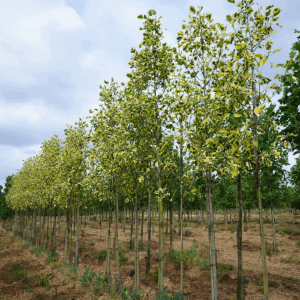 LIRIODENDRON tulipifera 'Aureomarginatum' – Image 7