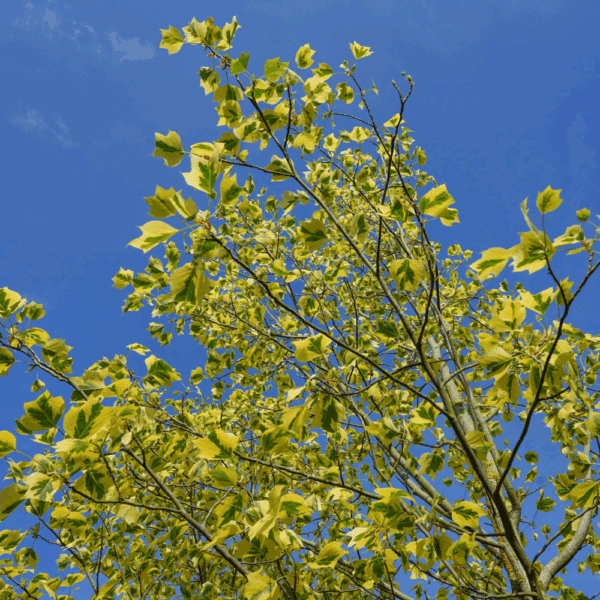 LIRIODENDRON tulipifera 'Aureomarginatum' – Image 2