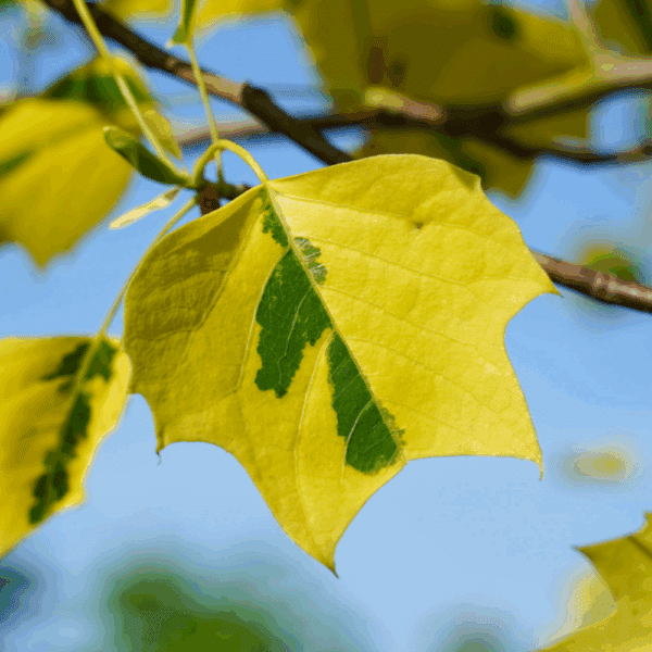 LIRIODENDRON tulipifera 'Aureomarginatum'