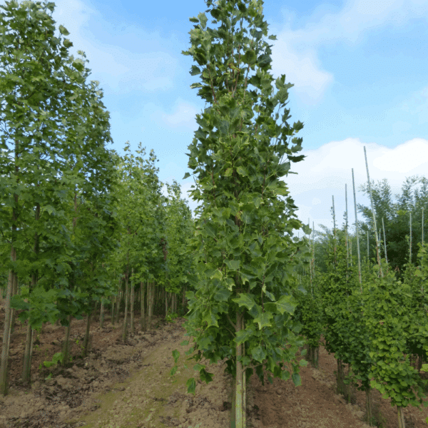 LIRIODENDRON tulipifera 'Aureomarginatum' – Image 6
