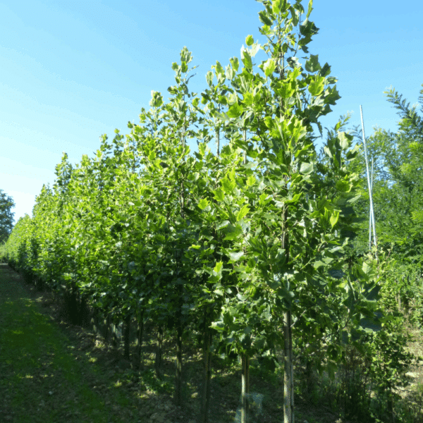 LIRIODENDRON tulipifera 'Aureomarginatum' – Image 4