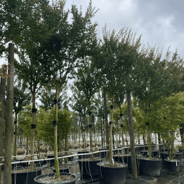 LIRIODENDRON tulipifera 'Fastigiatum' – Image 4