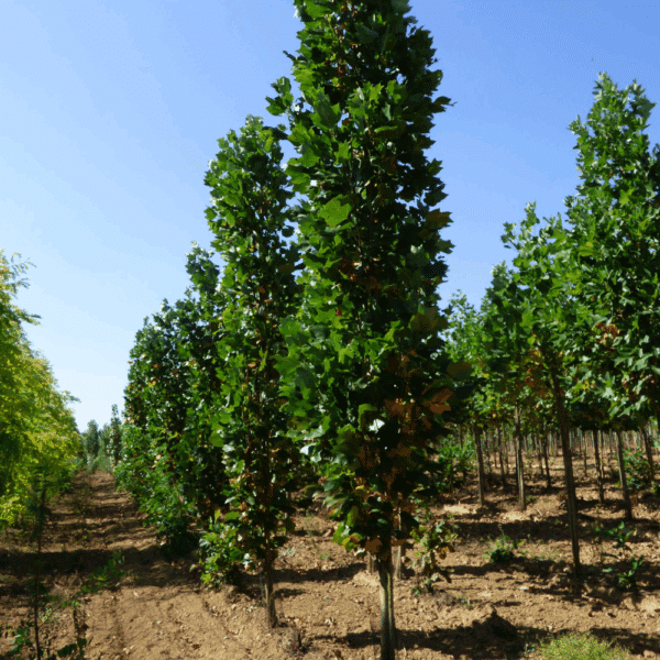 LIRIODENDRON tulipifera 'Fastigiatum' – Image 6