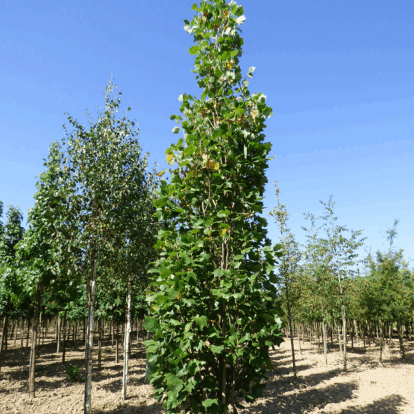 LIRIODENDRON tulipifera 'Fastigiatum' – Image 5