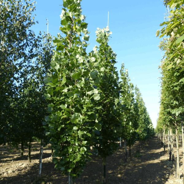 LIRIODENDRON tulipifera 'Fastigiatum' – Image 3