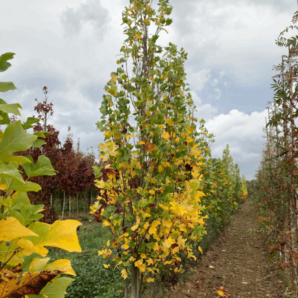 LIRIODENDRON tulipifera 'Fastigiatum' – Image 2