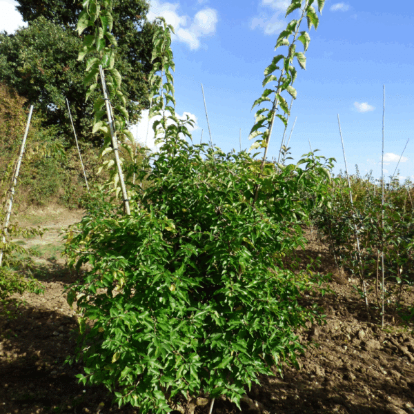 MACLURA pomifera – Image 5