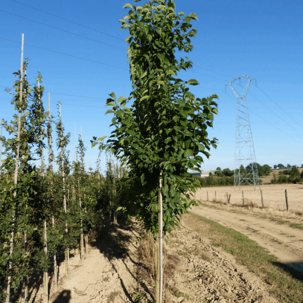 MACLURA pomifera – Image 3