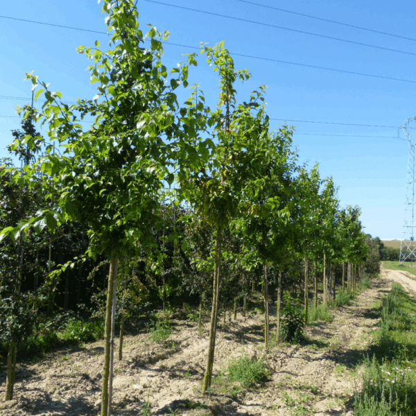 MACLURA pomifera – Image 2