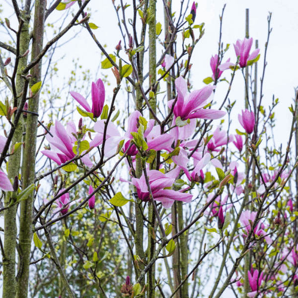 MAGNOLIA 'Galaxy' – Image 2
