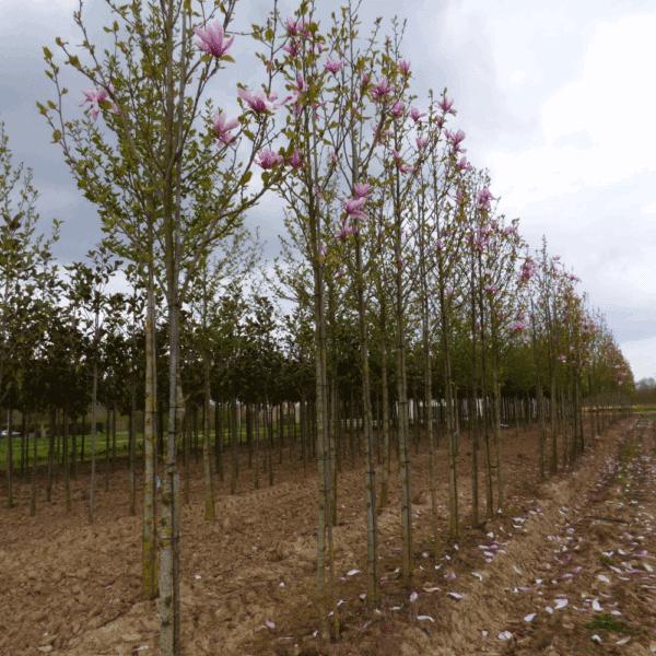 MAGNOLIA 'Galaxy' – Image 5