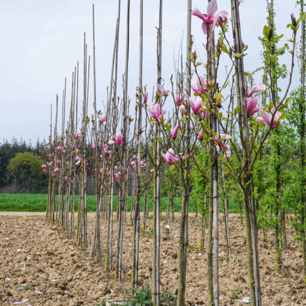 MAGNOLIA 'Galaxy' – Image 3