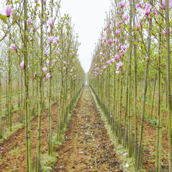 MAGNOLIA 'Heaven Scent' – Image 2