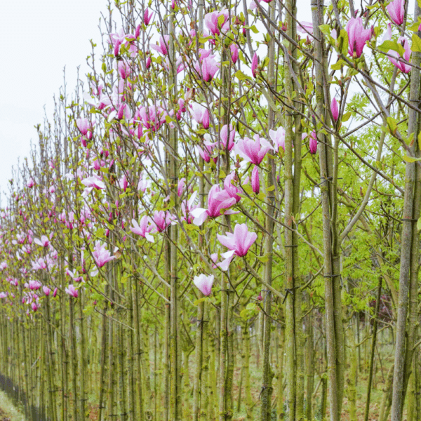 MAGNOLIA 'Heaven Scent' – Image 4